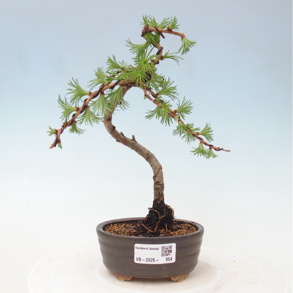 Bonsai da esterno - Larix Kaempferi - Larice giapponese