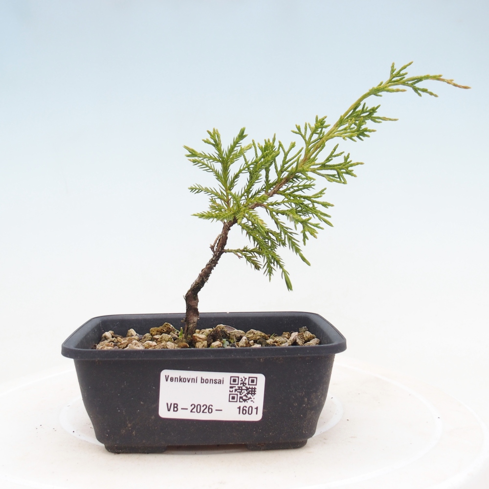 Bonsai da esterno - Juniperus chinensis Itoigawa