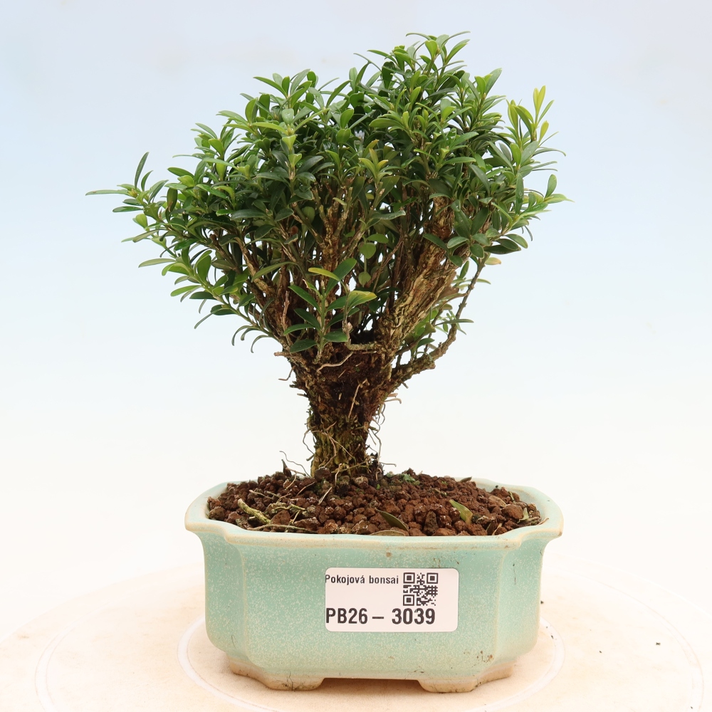 Camera bonsai - Buxus harlandii - buxus da sughero