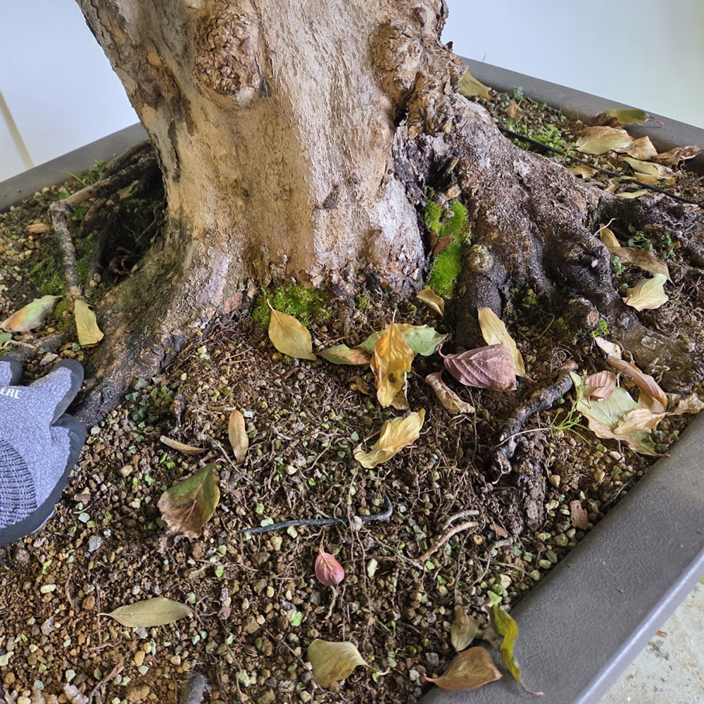 Bonsai da esterno di corniolo - Cornus Mas