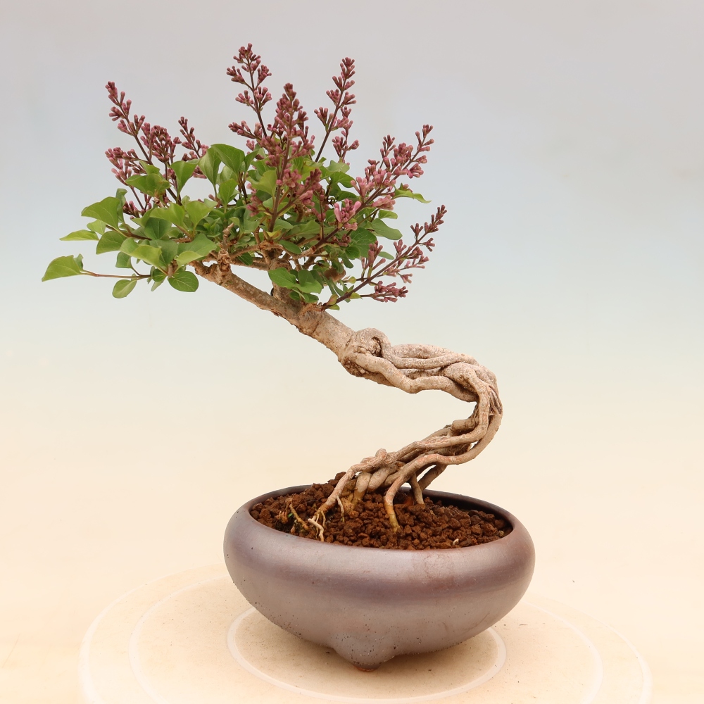 Bonsai da esterno - Syringa microphylla - lillà a fiore piccolo