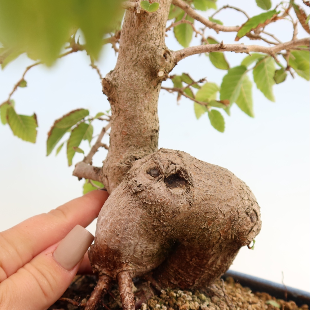 Bonsai da esterno -Carpinus CARPINOIDES - Carpino coreano