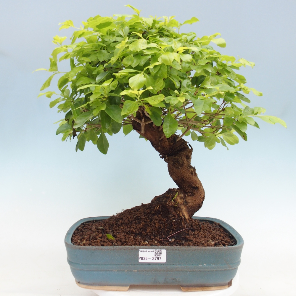 Bonsai da camera - Duranta erecta Aurea - SOLO RITIRO PERSONALE o trasporto su pallet