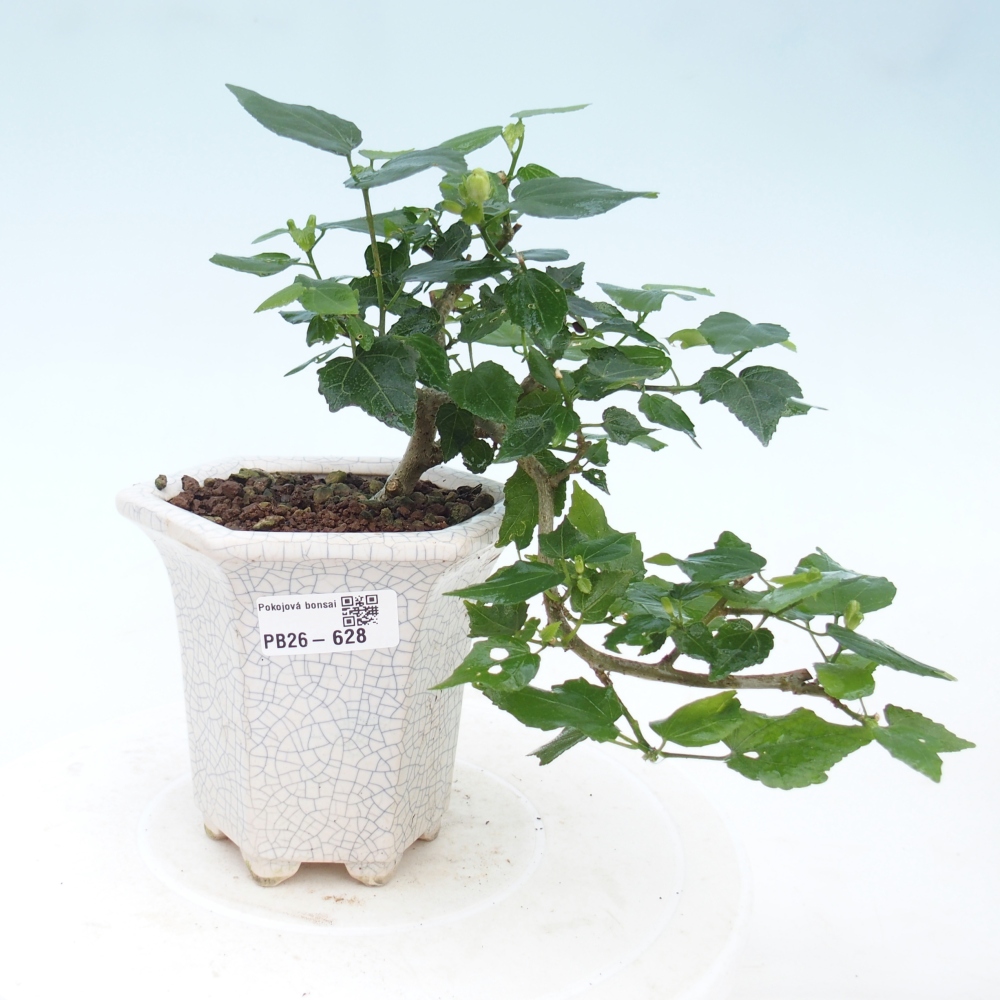 Bonsai da interno - Malvaviscus arboreus