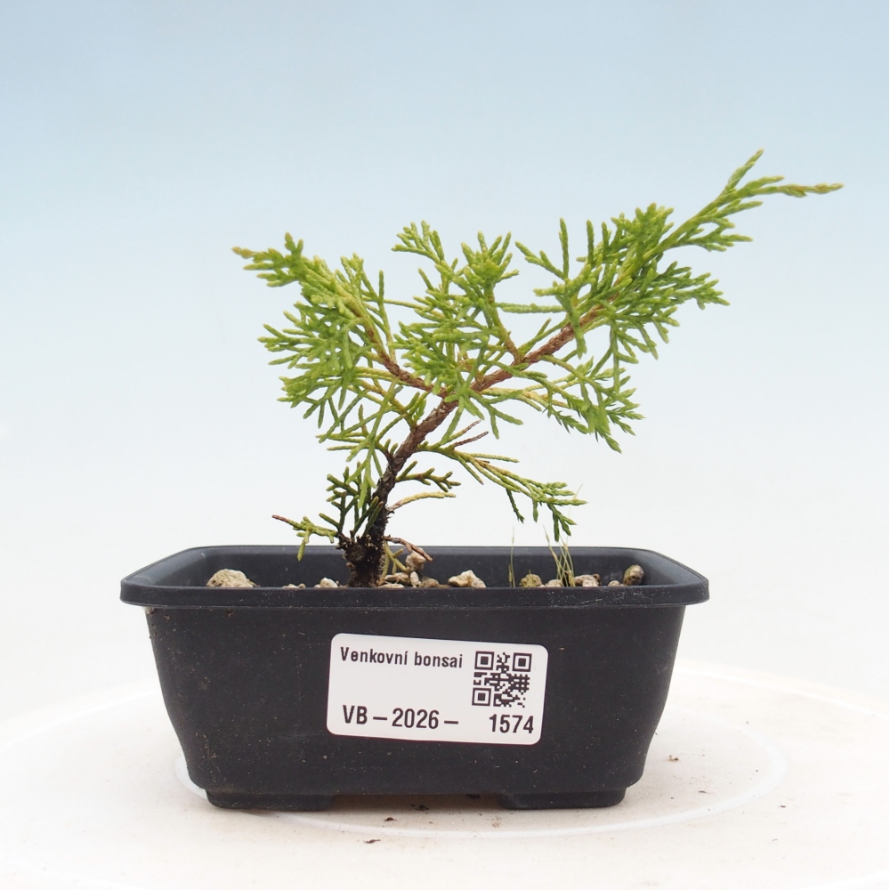 Bonsai da esterno - Juniperus chinensis Itoigawa
