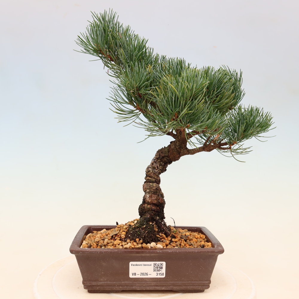Bonsai da esterno - Pinus parviflora - Pinus parviflora