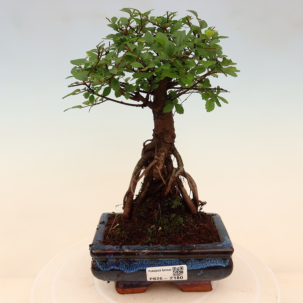 Camera bonsai - Ulmus parvifolia - Olmo a foglie piccole