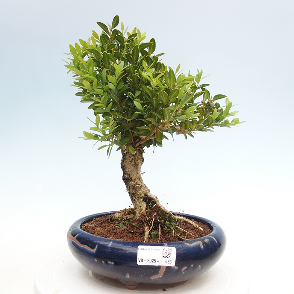 Bonsai da esterno - Buxus sempervirens - bosso
