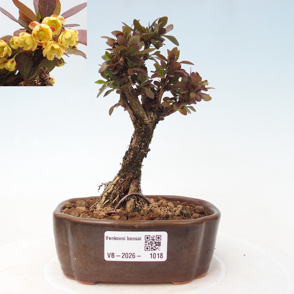 Bonsai da esterno - Berberis Thunbergii Bagatelle