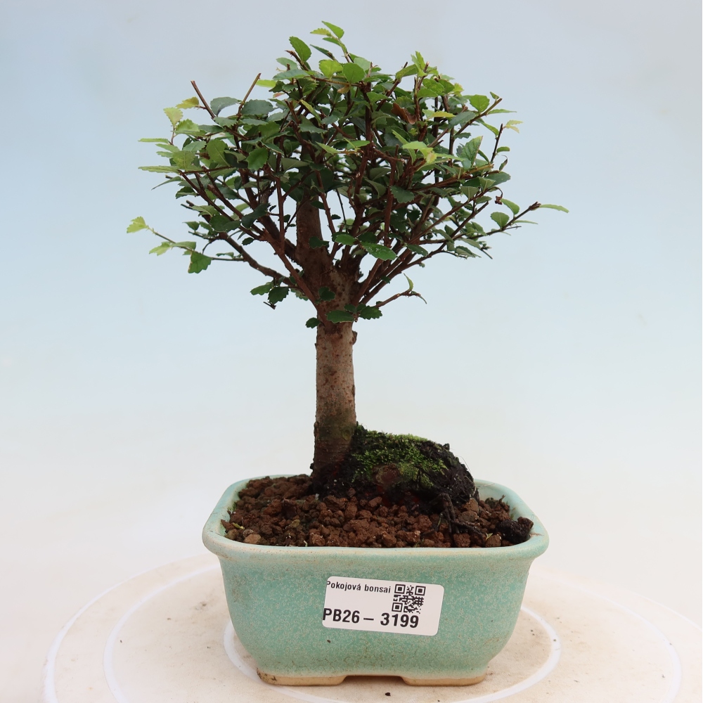 Camera bonsai - Ulmus parvifolia - Olmo a foglie piccole