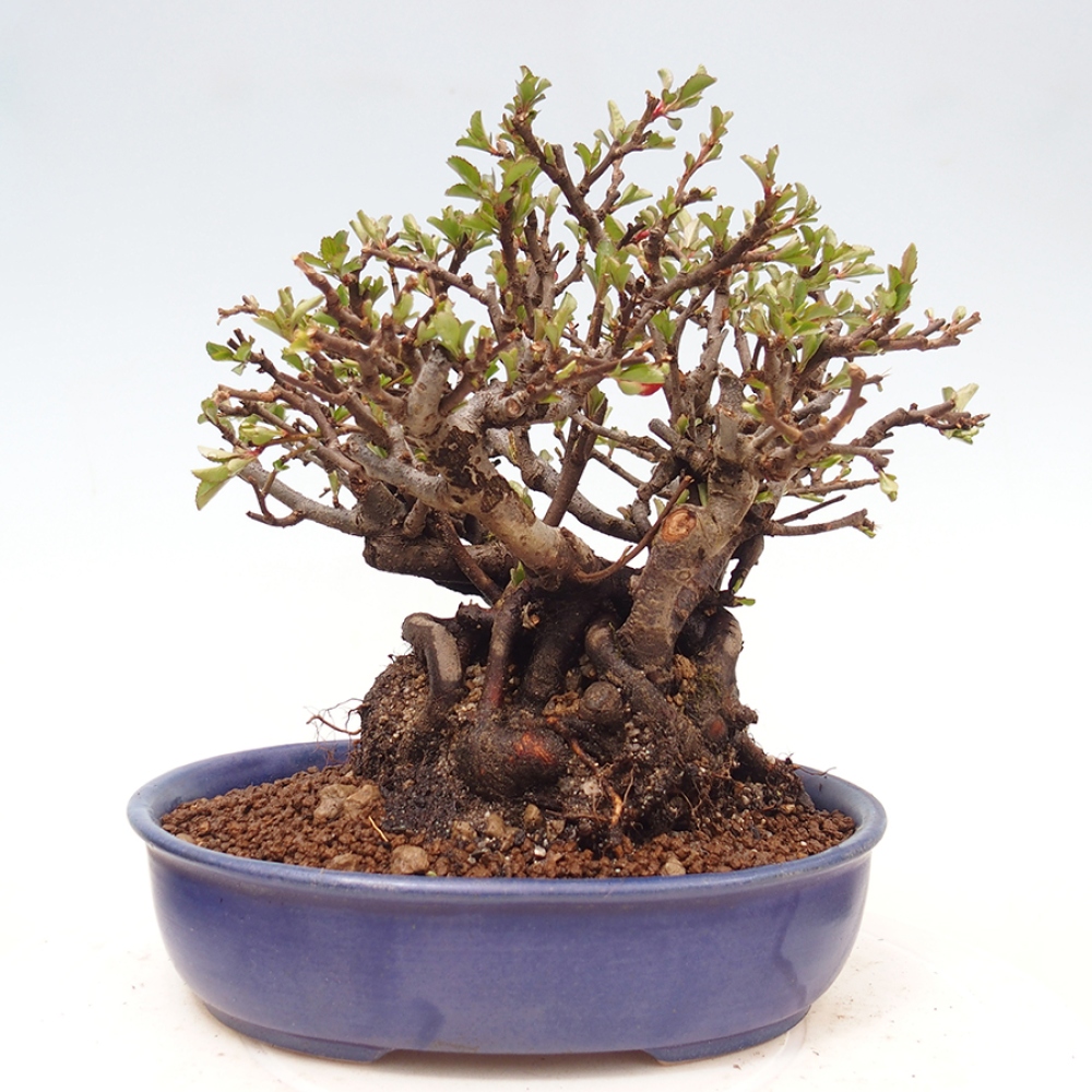 Bonsai da esterno - Chaneomeles speciosa - Cotogno