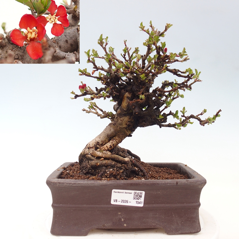 Bonsai da esterno - Chaneomeles speciosa - Cotogno