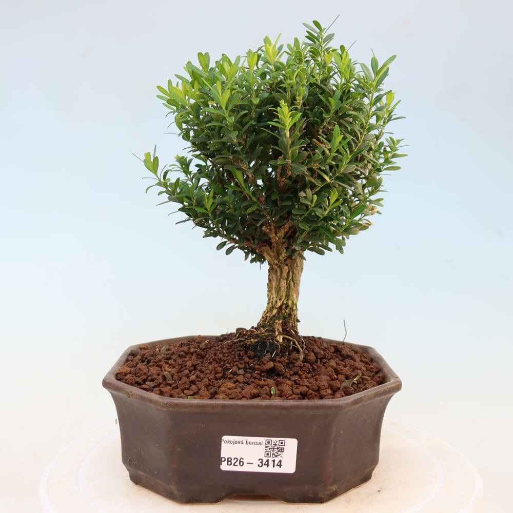 Camera bonsai - Buxus harlandii - buxus da sughero