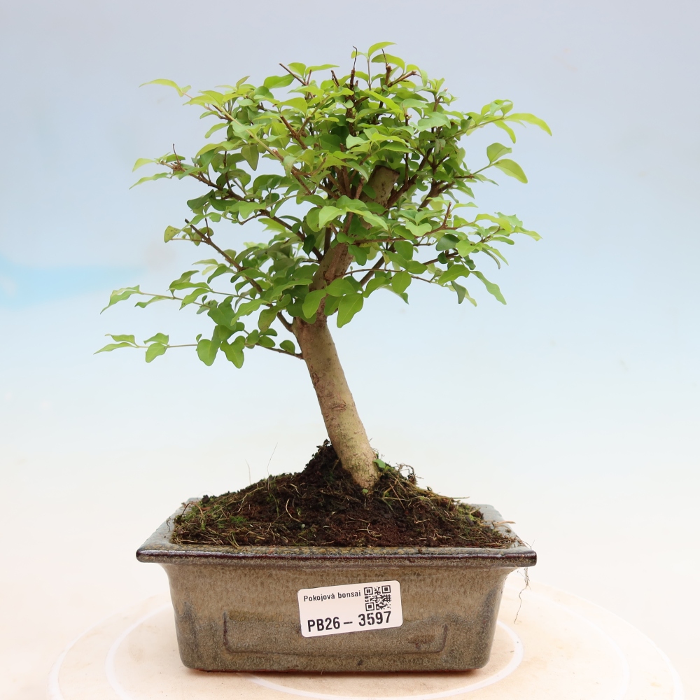 Camera bonsai -Ligustrum chinensis - Becco d'uccello