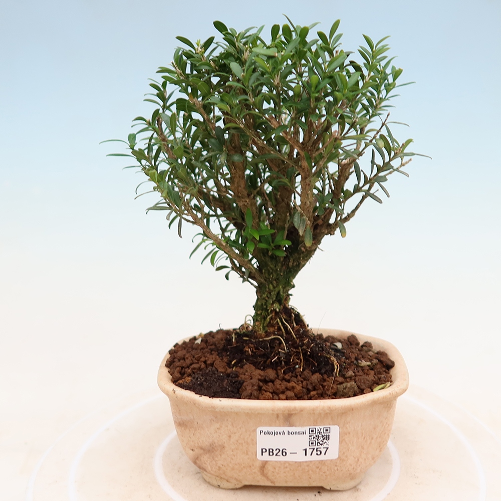 Camera bonsai - Buxus harlandii - buxus da sughero