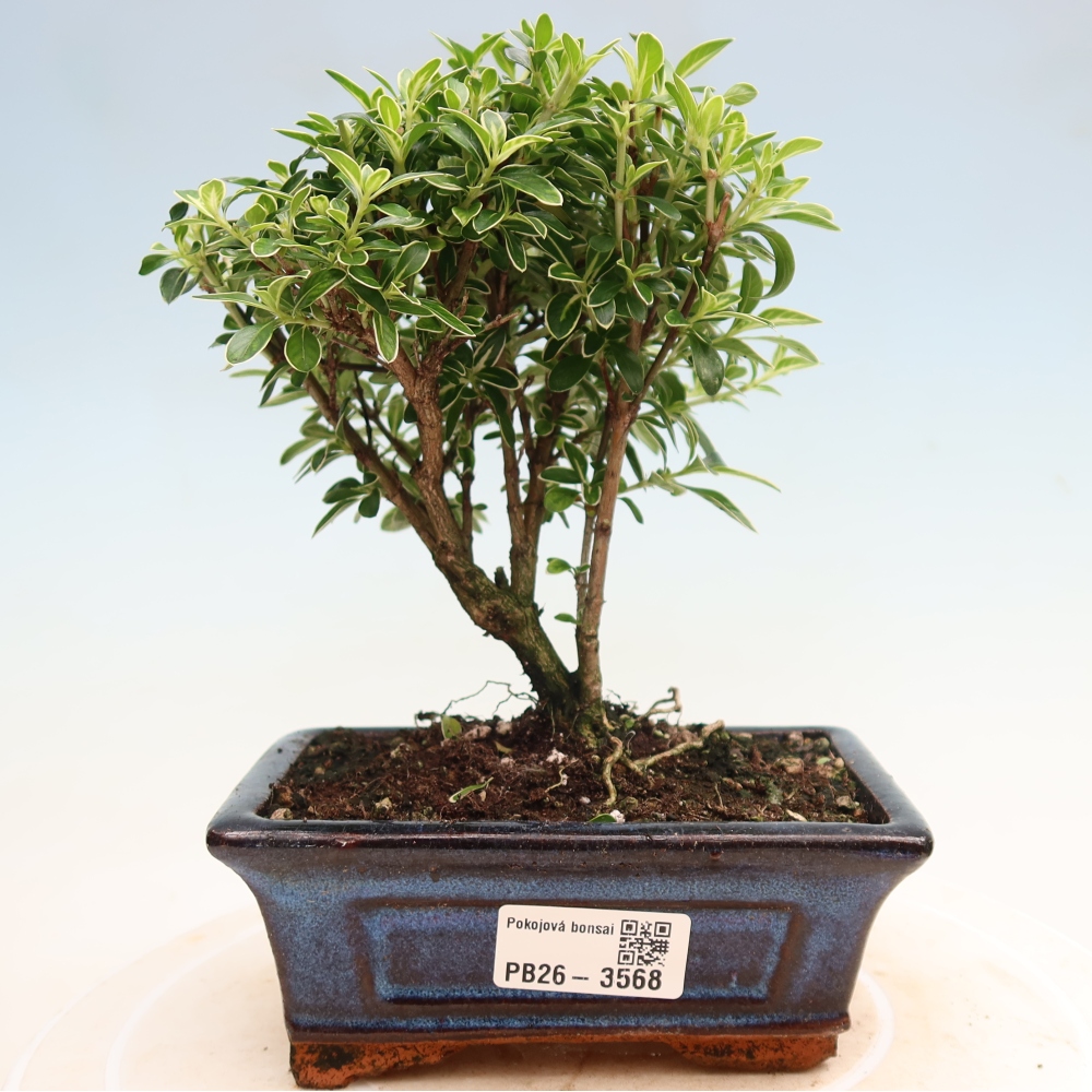 Camera bonsai - Serissa foetida Variegata - Albero delle mille stelle