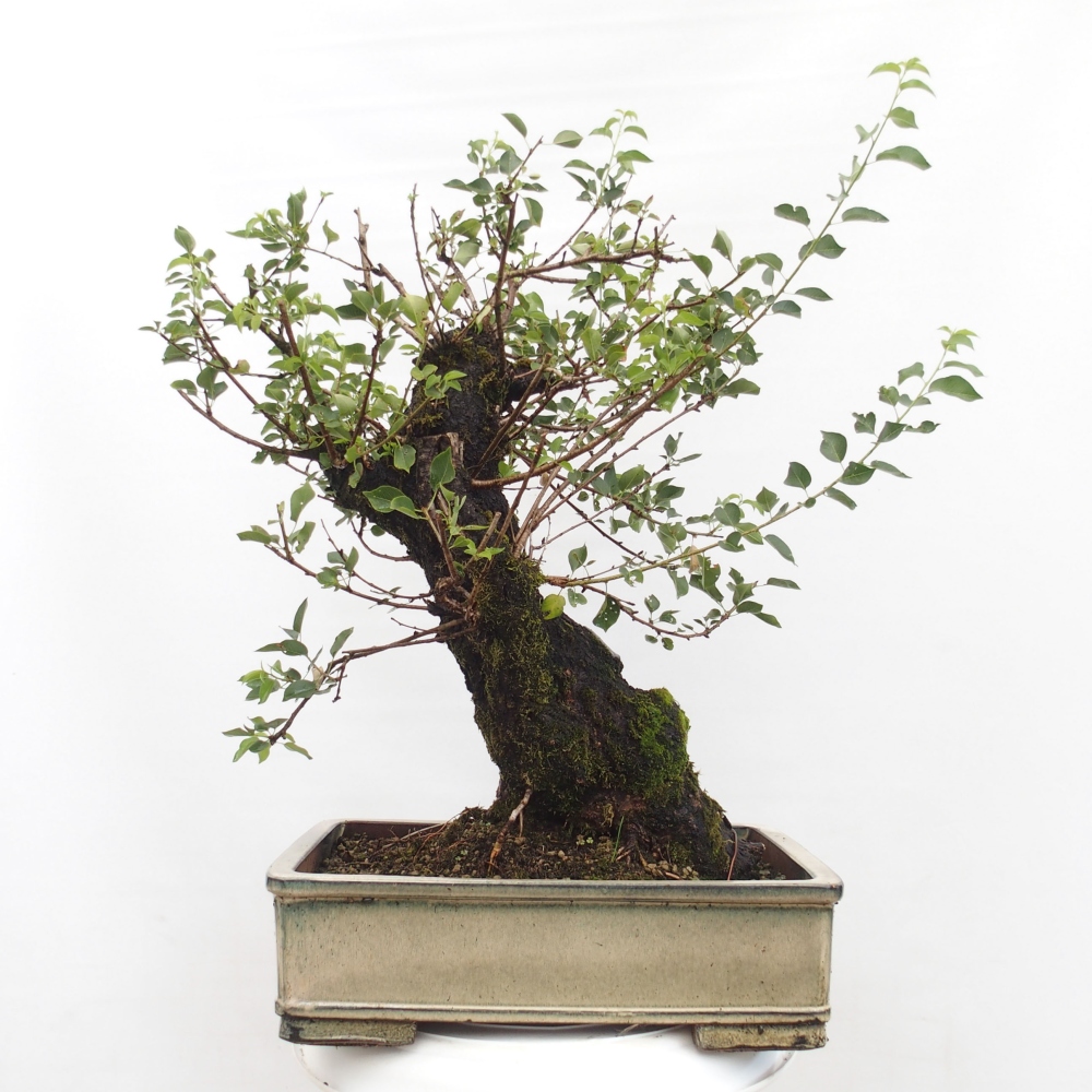Bonsai da esterno - Mahalebka - Prunus mahaleb