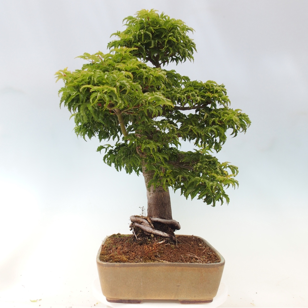Bonsai da esterno -Palma di Giava Acer palmatum Shishigashira