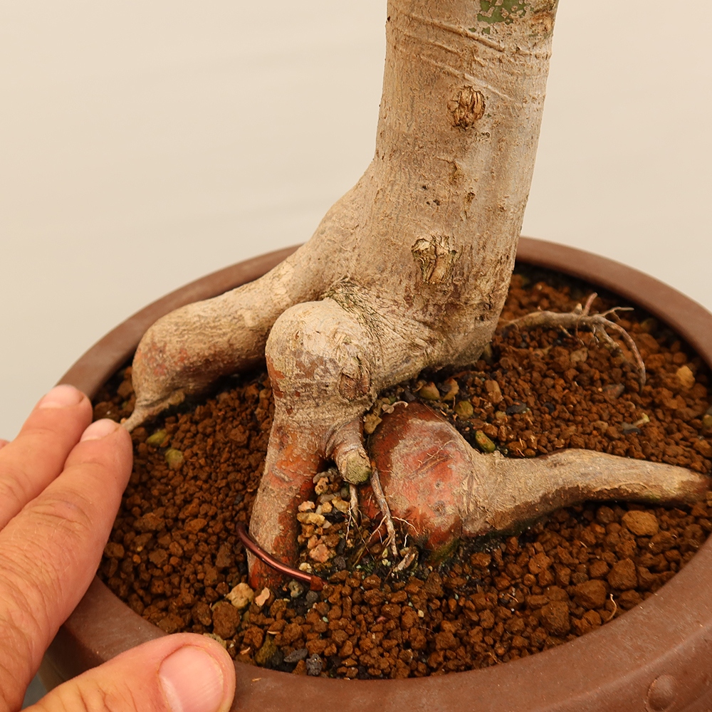 Bonsai da esterno - Acero palmatum - Palme