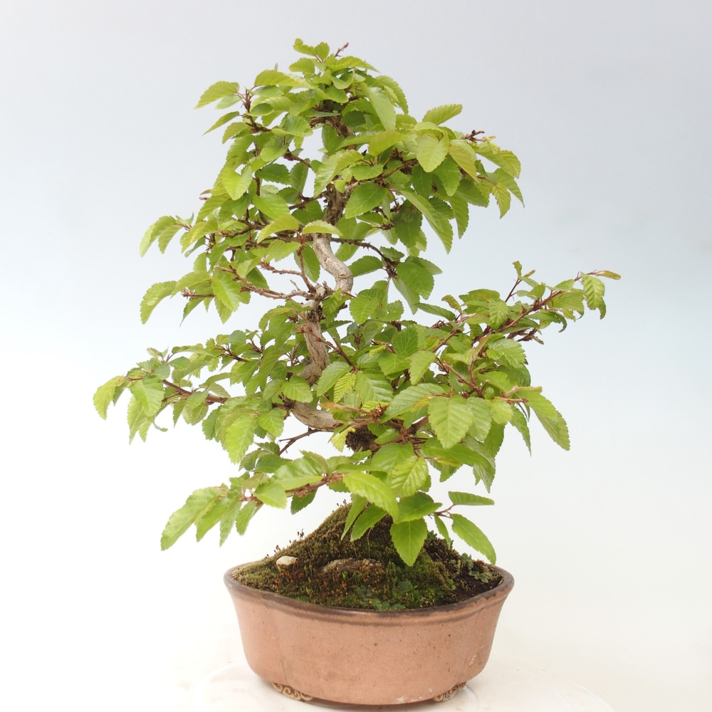 Bonsai da esterno -Carpinus CARPINOIDES - Carpino coreano