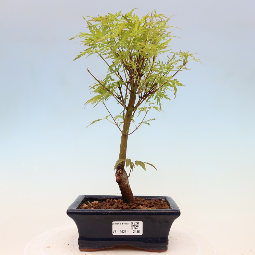 Bonsai da esterno - Acer palmatum Dissectum
