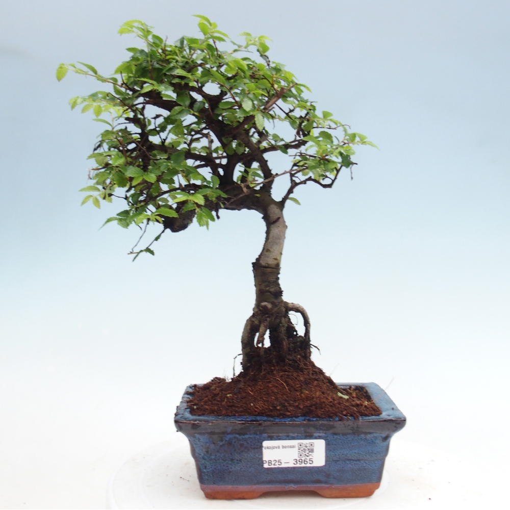 Camera bonsai - Ulmus parvifolia - Olmo a foglie piccole