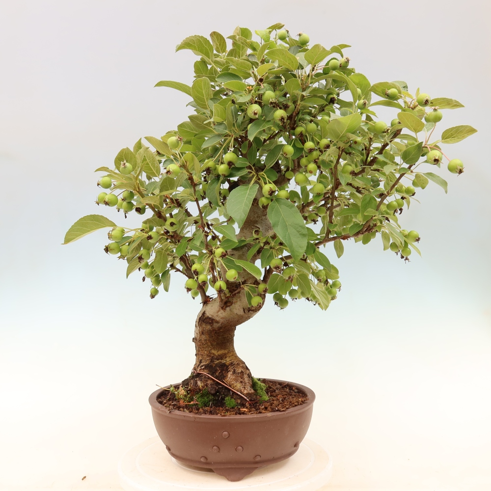 Bonsai da esterno -Malus halliana - Melo a frutto piccolo