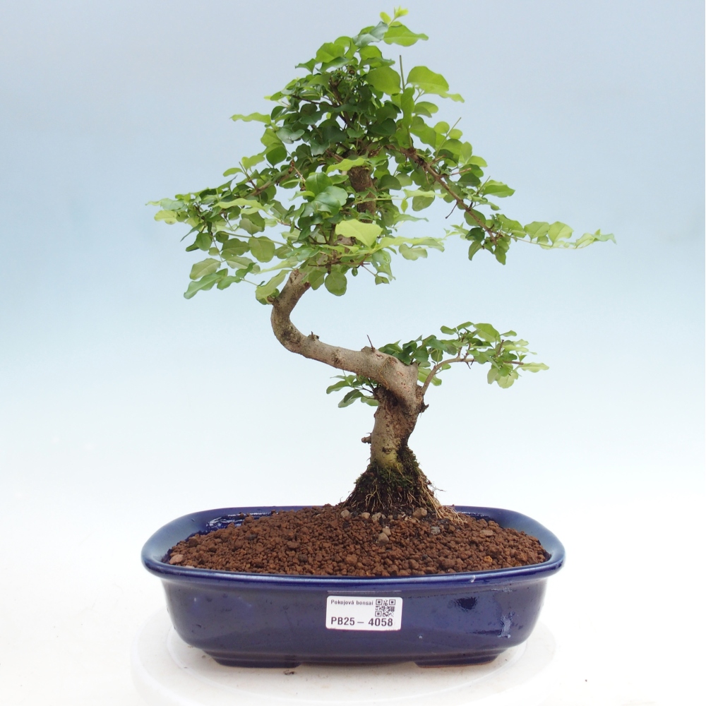 Camera bonsai -Ligustrum chinensis - Becco d'uccello