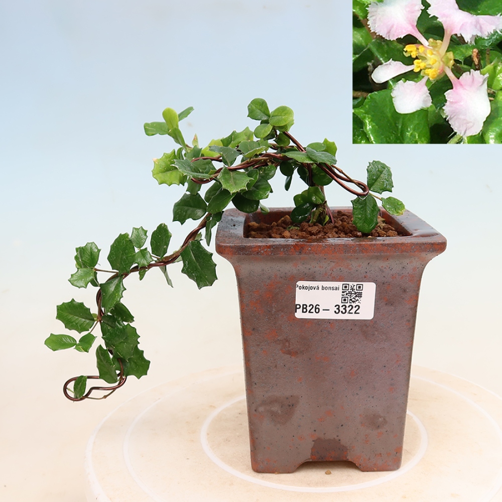 Bonsai da interno - Malpighia delle Barbados - Malpighia coccigera