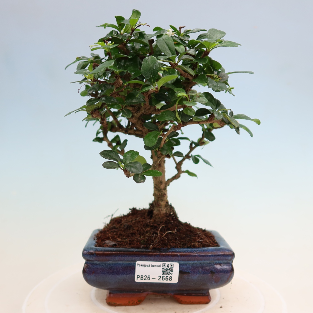 Camera bonsai - Carmona macrophylla - Tea fuki