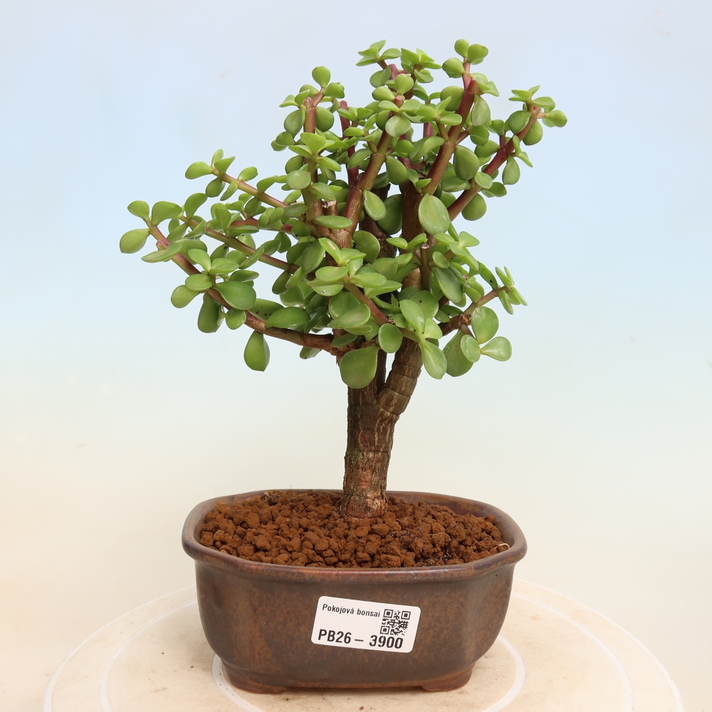 Camera bonsai - Portulakaria Afra - Tlustice