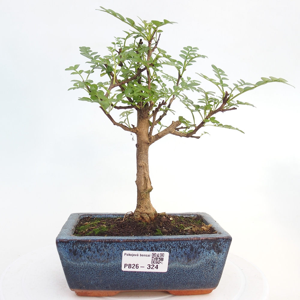 Camera bonsai - Zantoxylum piperitum - albero del pepe