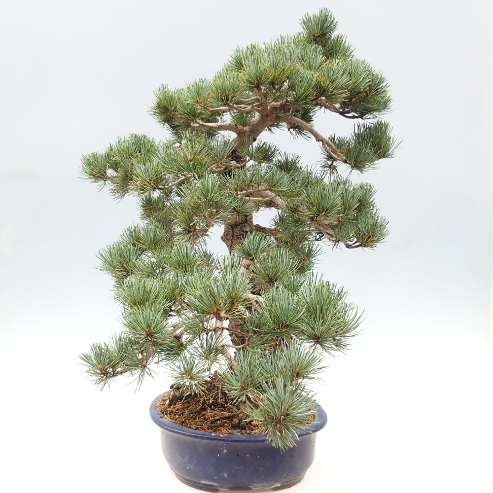 Bonsai da esterno - Pinus parviflora - Pinus parviflora