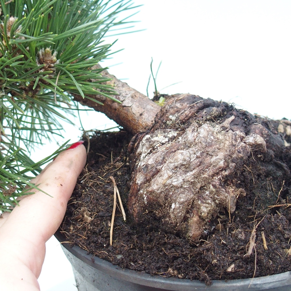 Bonsai da esterno - Pinus thunbergii senjyumaru - Pino di Thunberg