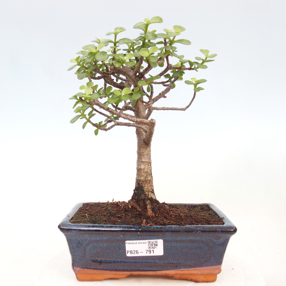 Camera bonsai - Portulakaria Afra - Tlustice