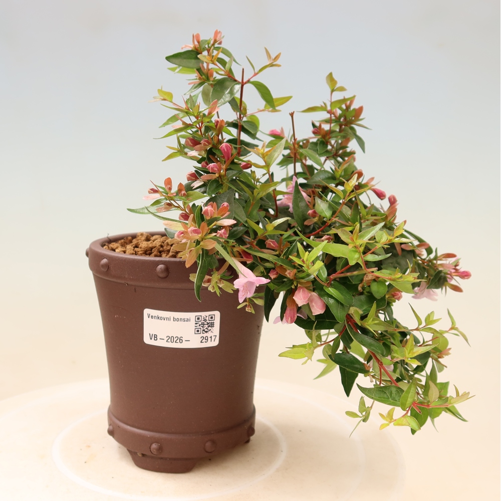 Bonsai da esterno - Abelia Edward Goucher - Abelia a fiore grande