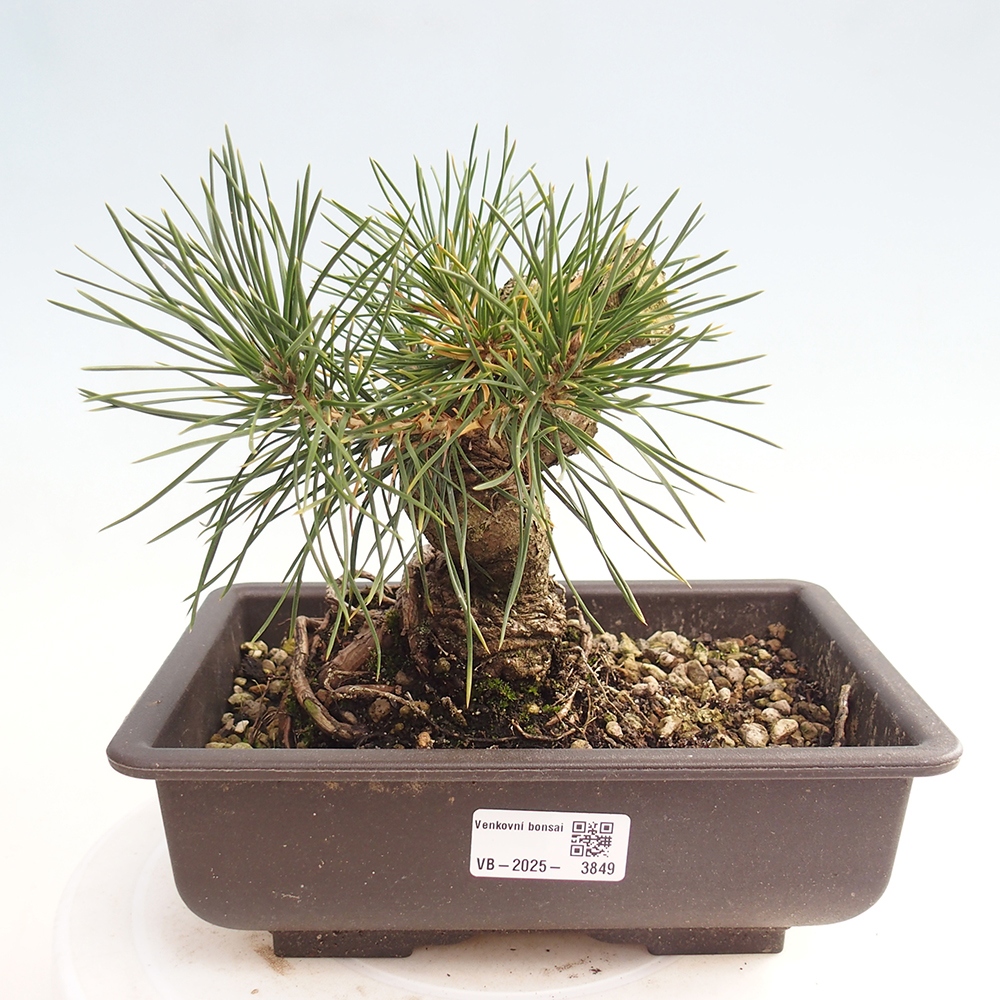 Bonsai da esterno - Pinus thunbergii - Pino di Thunberg