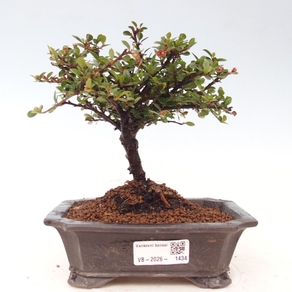 Bonsai da esterno - Cotoneaster horizontalis - Montagna rocciosa