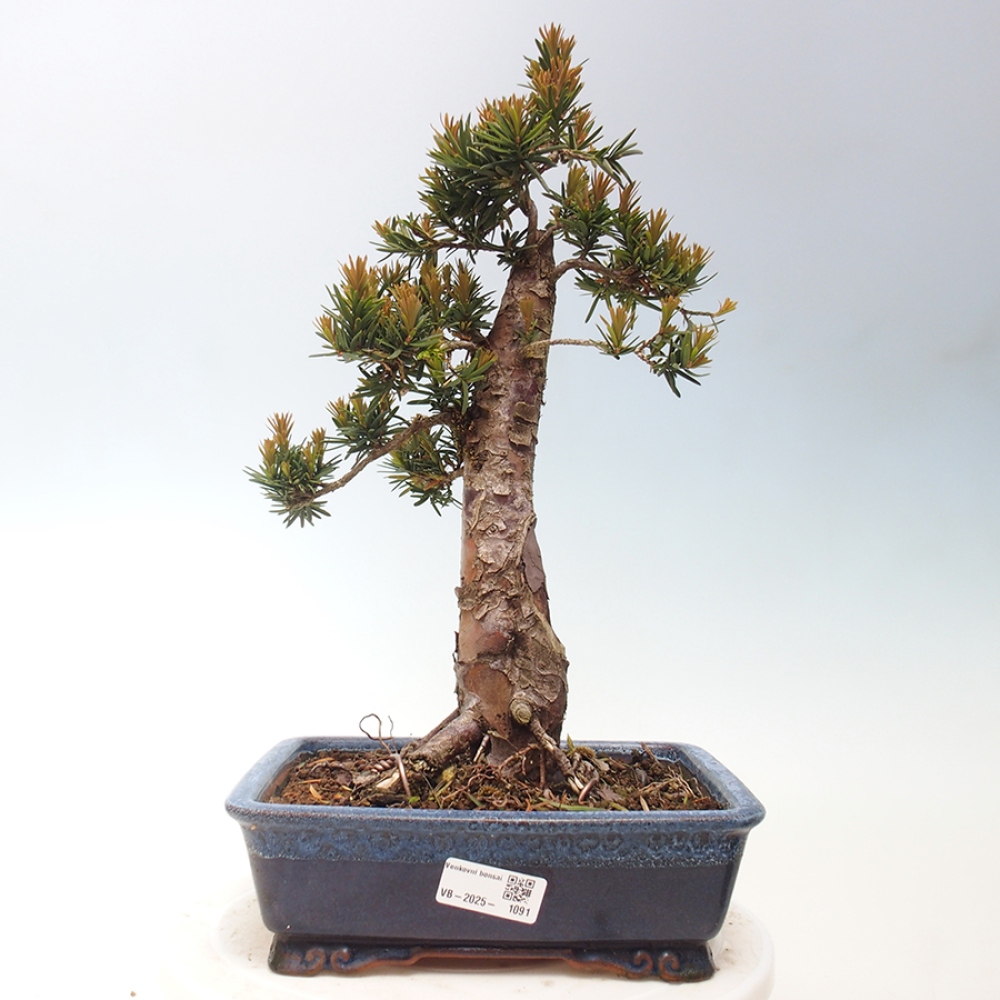 Bonsai da esterno - Taxus cuspidata - Tasso giapponese