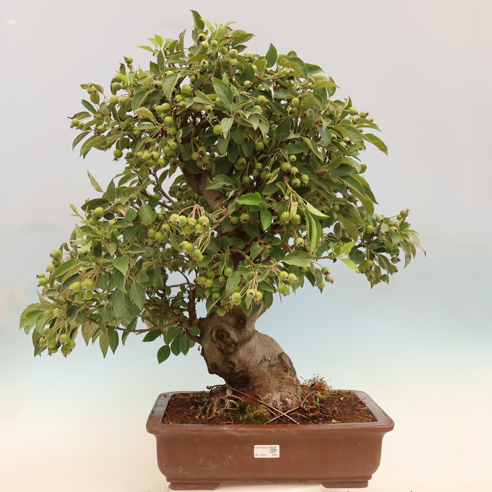 Bonsai da esterno -Malus halliana - Melo a frutto piccolo
