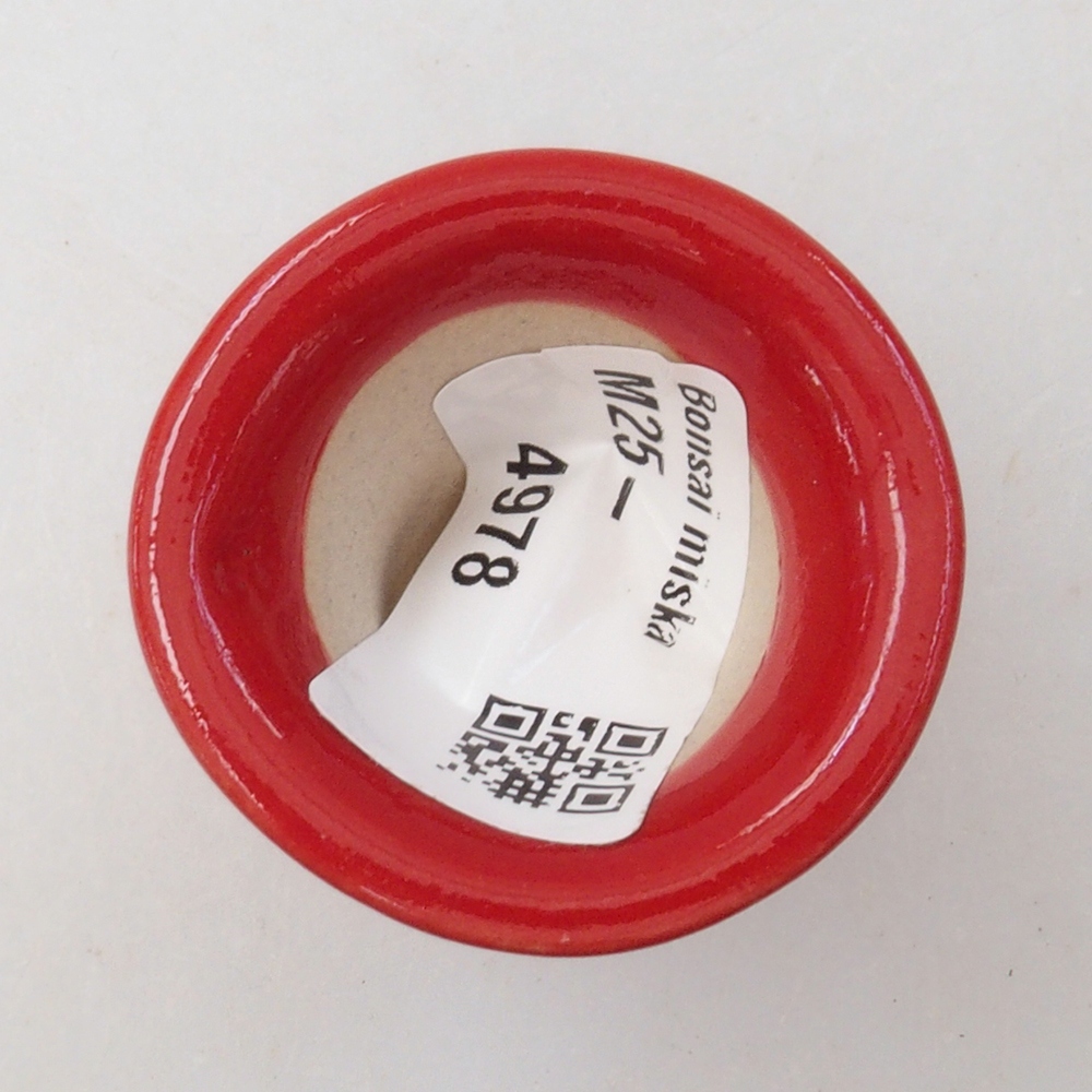 Mini bonsai 4 x 4 x 4 cm, colore rosso