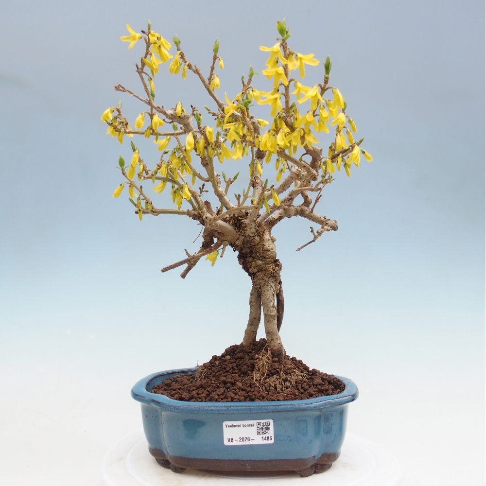 Bonsai da esterno - Zlatice - Forsythia koreana