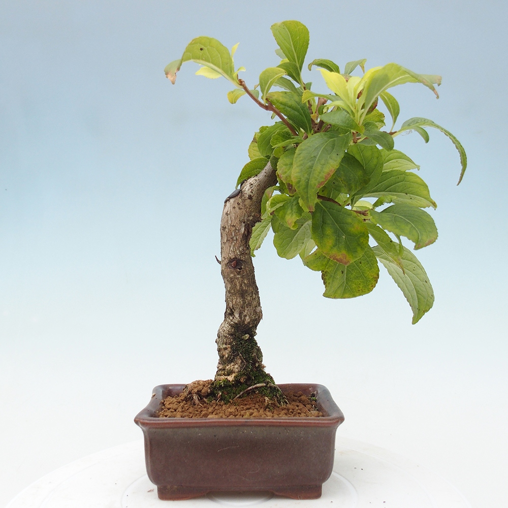 Bonsai da esterno - Celastrus orbiculatus