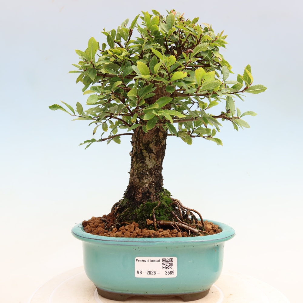 Bonsai da esterno - Zelkova - Zelkova NIRE