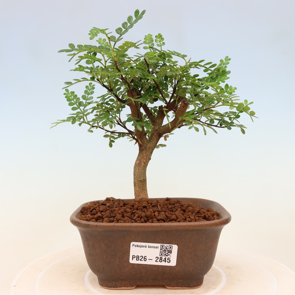 Camera bonsai - Zantoxylum piperitum - albero del pepe