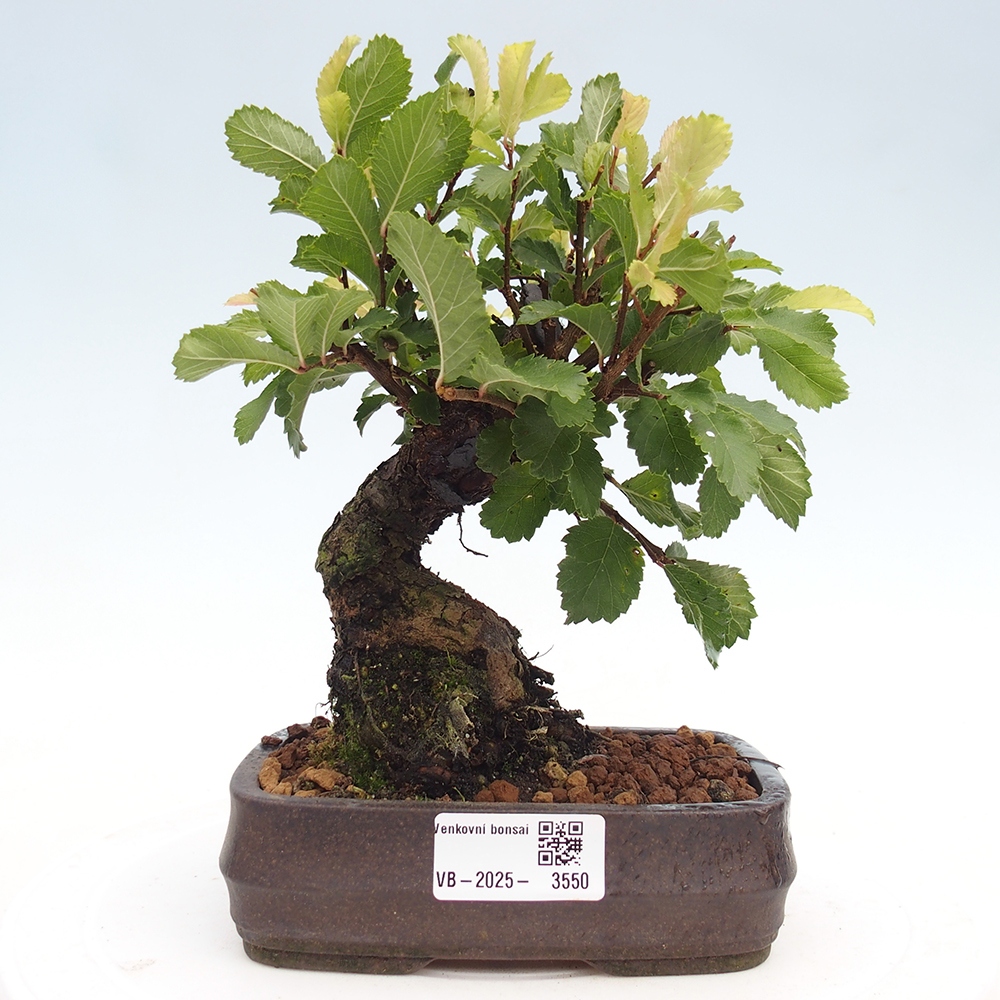 Bonsai da esterno - Zelkova - Zelkova NIRE
