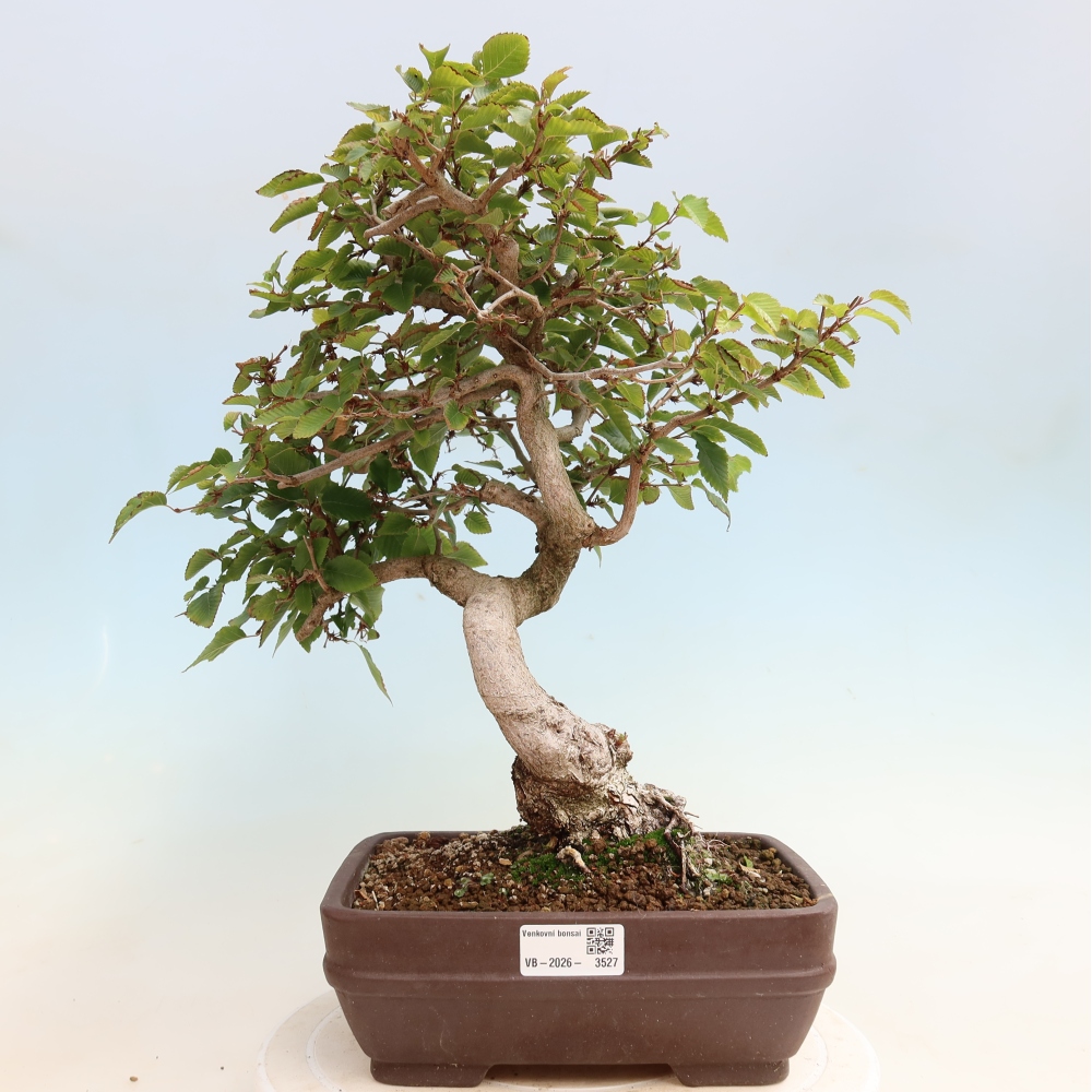 Bonsai da esterno -Carpinus CARPINOIDES - Carpino coreano