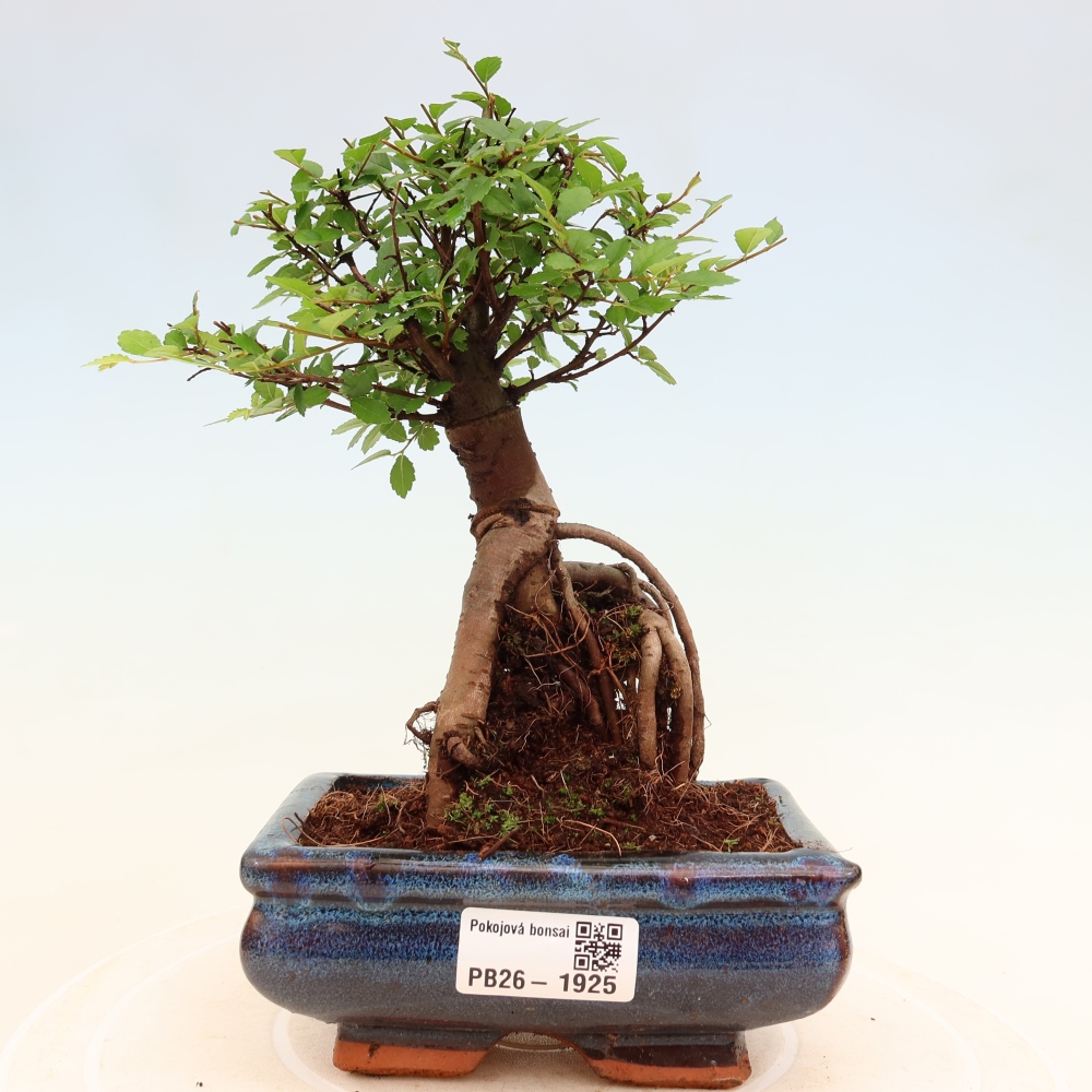 Camera bonsai - Ulmus parvifolia - Olmo a foglie piccole