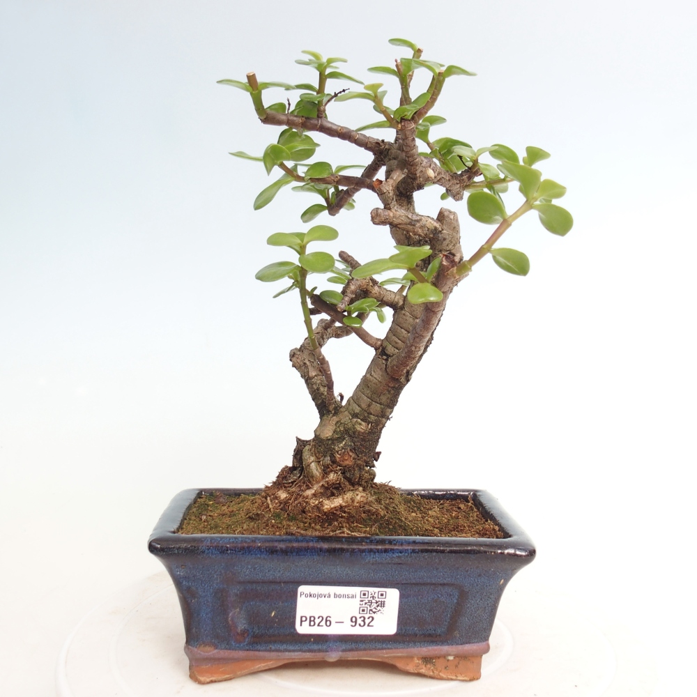 Camera bonsai - Portulakaria Afra - Tlustice