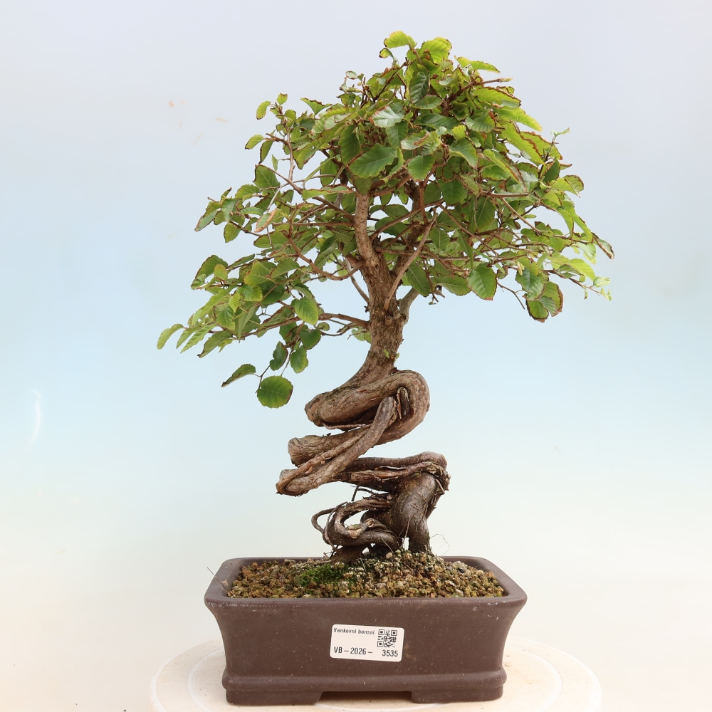Bonsai da esterno -Carpinus CARPINOIDES - Carpino coreano